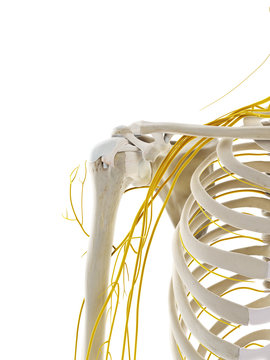 3d rendered medically accurate illustration of the nerves of the shoulder