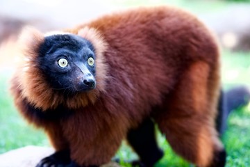 Lémur asombrado observa con mucha atención