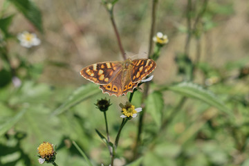 macro angle of a butterfly feeding on a bush