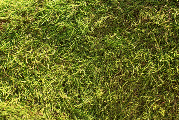 Sphagnum moss green background.
