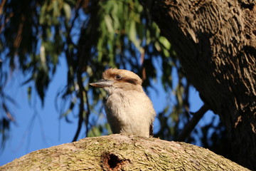 Dacelo novaeguineae at Kings Park in Perth, Australia