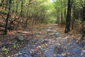 Fototapeta premium Autumn forest on Shumen plateau (Bulgaria)