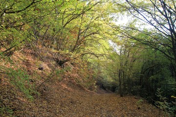 Obraz premium Autumn forest on Shumen plateau (Bulgaria)