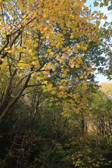Autumn forest on Shumen plateau (Bulgaria)