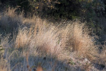 Dry grass in the autumn forest