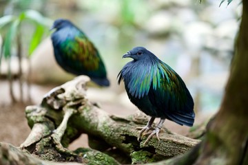 Aves exóticas junto al riachuelo