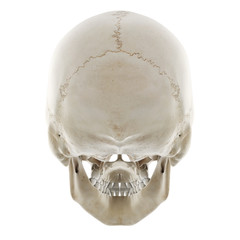3d rendered medically accurate illustration of the human skull
