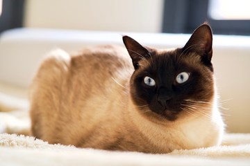 Gato siamés acostado en el sofá.