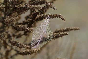 Dew drops on the cobwebs in the morning