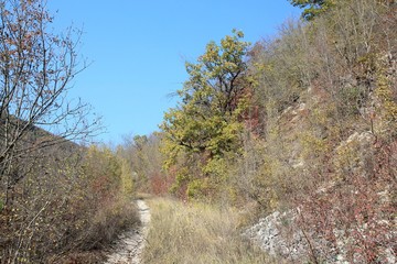 Forest on Shumen plateau (Bulgaria) in autumn in fog