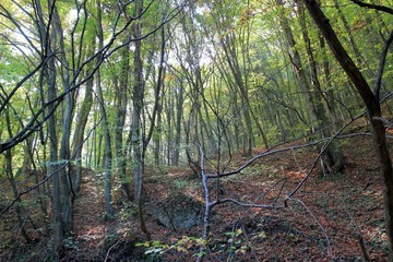 Autumn forest on Shumen plateau (Bulgaria)