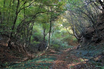 Autumn forest on Shumen plateau (Bulgaria)