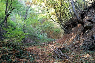 Autumn forest on Shumen plateau (Bulgaria)