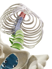 3d rendered medically accurate illustration of the segments of the human spine