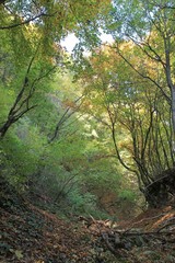 Autumn forest on Shumen plateau (Bulgaria)