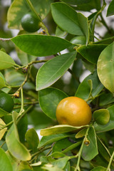 Citrus fruits on the tree