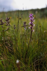 The fragrant orchid (Gymnadenia conopsea) with defocused marsh