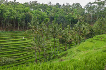 Fototapeta na wymiar Green rice fields Jatiluwih on Bali island are UNESCO heritage site, It is one of recommended places to visit in Bali with the spectacular views