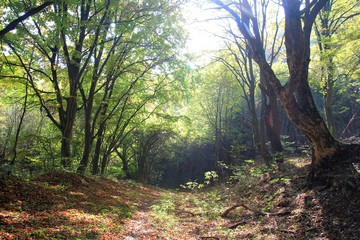 Obraz premium Autumn forest on Shumen plateau (Bulgaria)