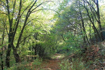 Autumn forest on Shumen plateau (Bulgaria)