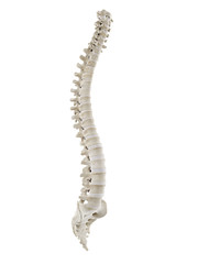 3d rendered medically accurate illustration of a healthy human spine
