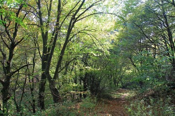Fototapeta na wymiar Autumn forest on Shumen plateau (Bulgaria)