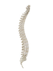 3d rendered medically accurate illustration of a healthy human spine