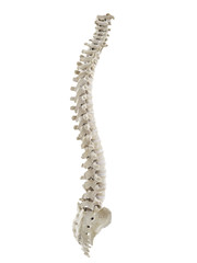 3d rendered medically accurate illustration of a healthy human spine - obrazy, fototapety, plakaty
