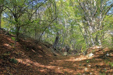 Autumn forest on Shumen plateau (Bulgaria)