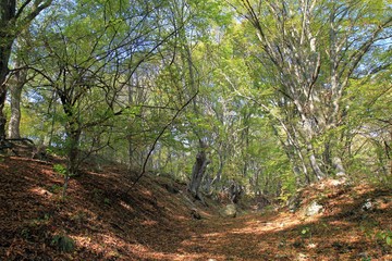 Autumn forest on Shumen plateau (Bulgaria)