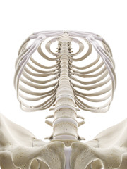 3d rendered medically accurate illustration of the human thorax