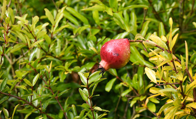red pomegranate on tree