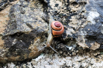 Close up of a snail going down a stone wall