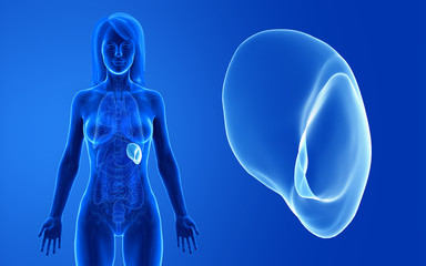 3d rendered medically accurate illustration of the female spleen - obrazy, fototapety, plakaty