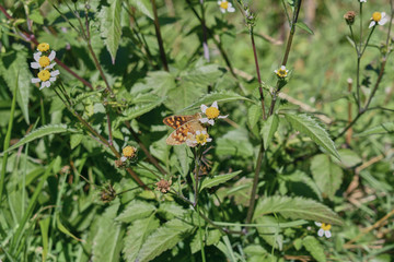 macro angle of a butterfly feeding on a bush
