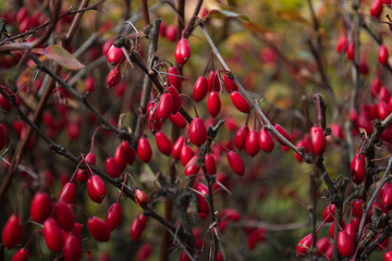 Red berries of barberry on a branch