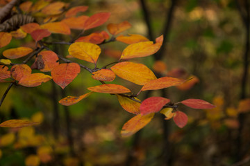 Colorful autumn leaves, close up. Fall background. Natural autumn texture.