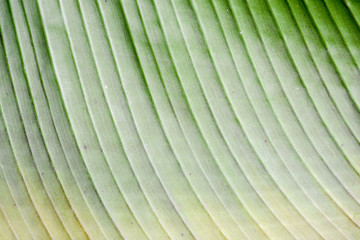 palm tree leaf