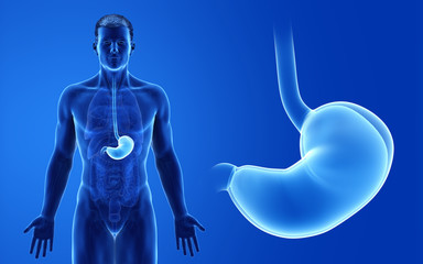 3d rendered medically accurate illustration of the male stomach