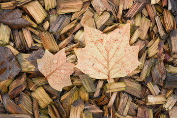 autumn leaves on wooden background