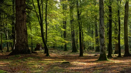 Deurstickers Bos Boswandeling in het nieuwe bos in de herfst