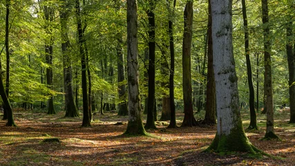 Waldspaziergang im neuen Wald im Herbst. © DRPL