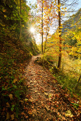 Beautiful autumn lane in the forest in austria