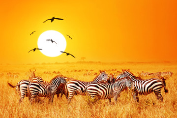 Wild nature landscape. Zebra at amazing sunset in Masai Mara National Park, Kenya. African savannah.