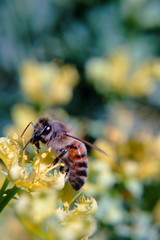 abeja en flor, polinizacion
