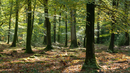 Woodland walk in the new forest in Autumn .