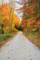 Beautiful autumn lane in the forest in austria