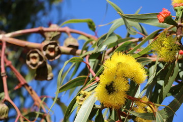 Yellow flowers of Eucalyptus tree in Perth, Australia