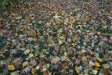 Tapis de feuilles mortes dans la foret
