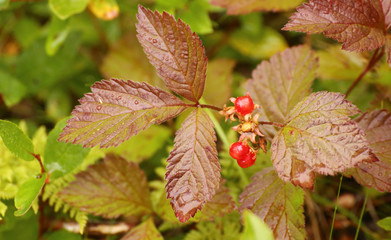Rubus saxatilis, commonly called the stone bramble, with fruits